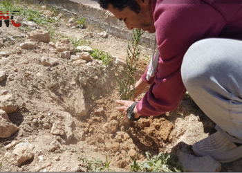 Ciwanên Girê sipî di 4′ nîsanê de dar çandin