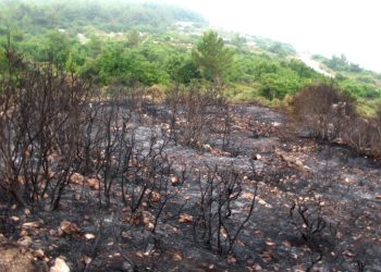 Di nava mehekê de 4 hezar û 970 darên zeytûnan yên gundê Sorxankê hate şewitandin