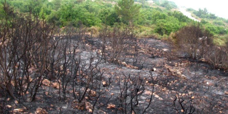 Di nava mehekê de 4 hezar û 970 darên zeytûnan yên gundê Sorxankê hate şewitandin