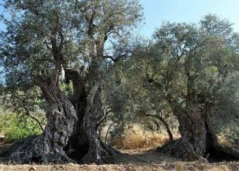 Ciwanên çepgir yên Filistînî bexçeyek bi navê “Bexçê Ocalan” vekirin