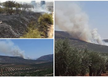 Dagirker bi awayekî sîstematîk daristanên Efrînê dişewitîne