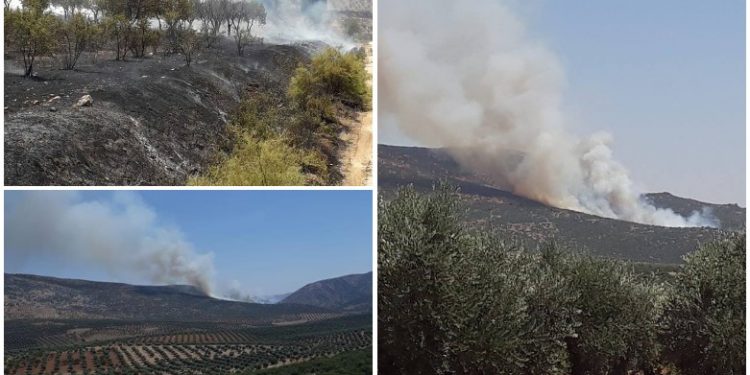 Dagirker bi awayekî sîstematîk daristanên Efrînê dişewitîne