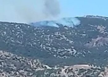 Darên zeytûna li Efrînê ji aliyê çeteyan ve tên şewitandin