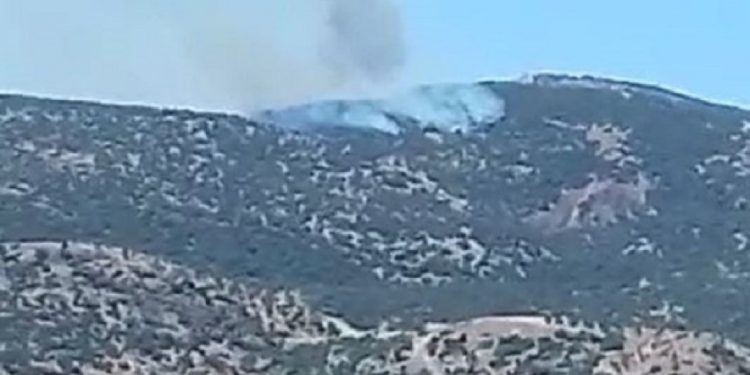 Darên zeytûna li Efrînê ji aliyê çeteyan ve tên şewitandin