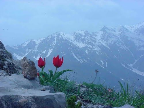 Evîndarê axa Botanê bû