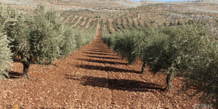 Zeytûnên Efrîn’ê çawa birin Hewlêr’ê