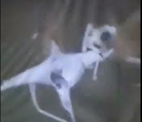 LEZGÎN- Hêza Xweparastinê li Dêrîkê dironeyek daxistin xarê