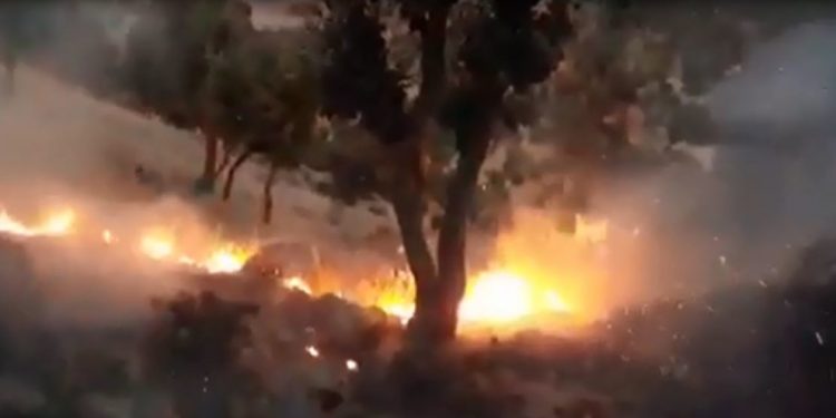 Ji ber topbarana dagirkera Tirk daristanên Kurdistanê dişewitin