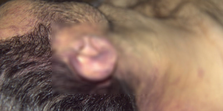 Li Efrînê welatiyek bi êşkencê hat qetilkirin