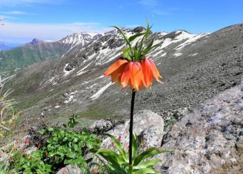 Ji Pênûsa Gerîlla: Dewlemendbûna Gulan