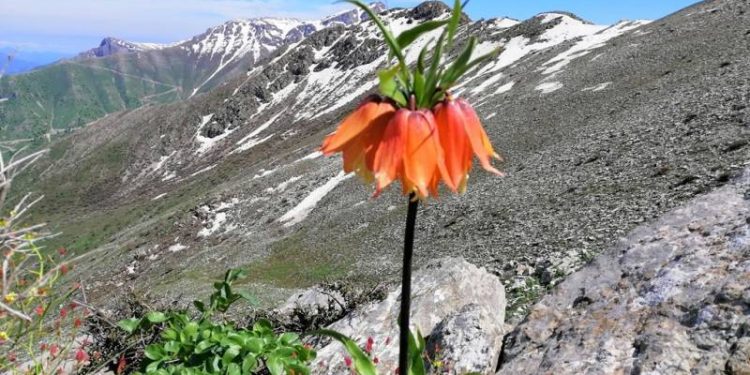 Ji Pênûsa Gerîlla: Dewlemendbûna Gulan