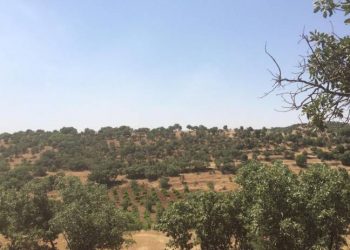 Dewleta Tirk a dagirker li Omeryanê agir berda gundan