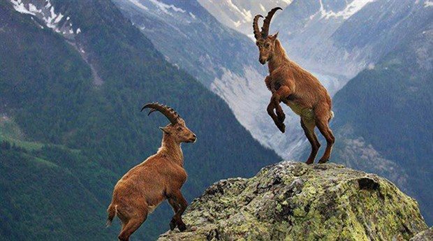 Ji Pênûsa Gerîlla: Periyên Çiyayan