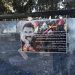 Li Silêmaniyê li dijî komployê pankartên Rêberê Gelan Abdullah Ocalan hatin daliqandin