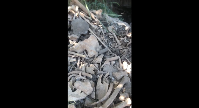 Hestiyên li Kerboranê hatin dîtin birin Stenbolê