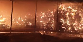 Yekîneya Tolhildanê ya Şehîd Zîlan a YPS-Jinê li 3 bajaran çalakî kir