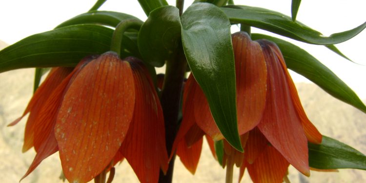 Ji Pênûsa Gerîlla: Gulasor a Cotmehê