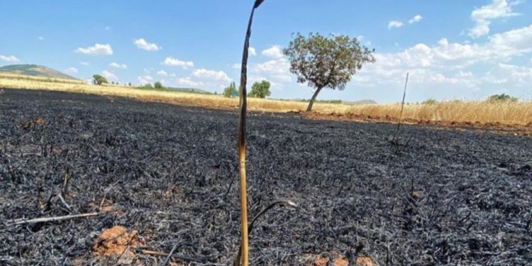 LEZGÎN – Yekîneyên Tolhildanê li Konyayê zeviyên aîdî faşîstan şewitand