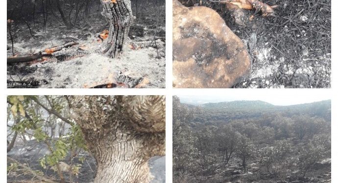 Di şewata daristana Liceyê de bi hezaran sewal şewitîn û mirin