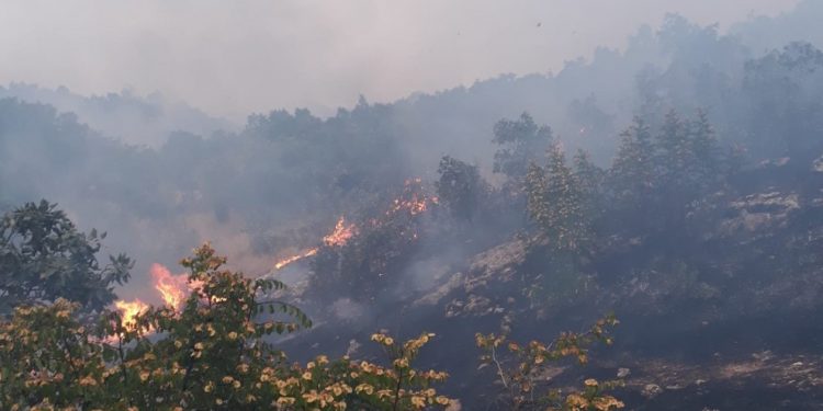 Li Licê 600 donim qada daristanê şewitî: Tîmên agirkujiyê mudaxele nekir