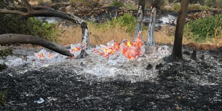 Şewata li Mêrdînê, piştî qedexeyê ji aliyê welatiyan ve hat vemirandin