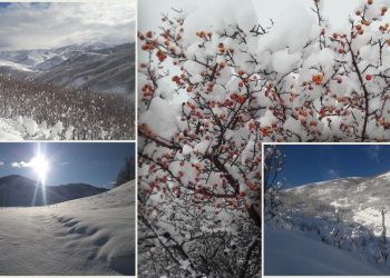 Tetwan bi berfa spî xemilî ye