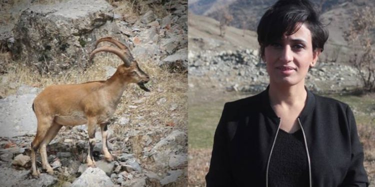 Bi qirkirina ajalan şerê taybet didomînin