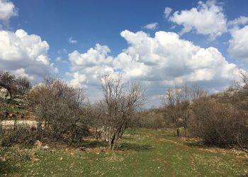 TAYBET – Li çiyayên Sîsê rengê demsala nû xemilî