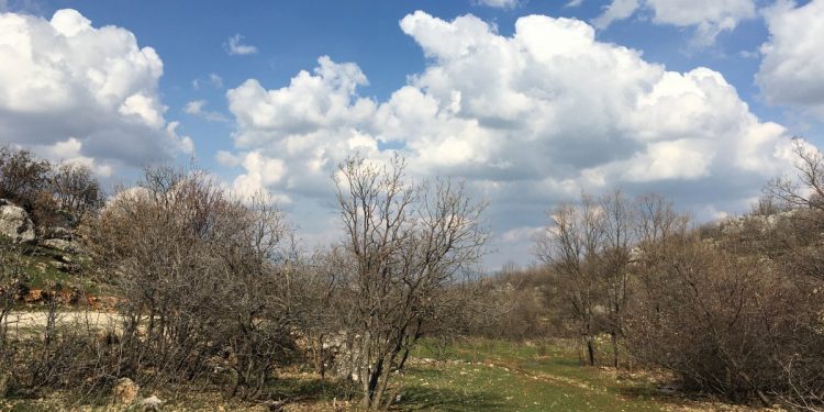 TAYBET – Li çiyayên Sîsê rengê demsala nû xemilî