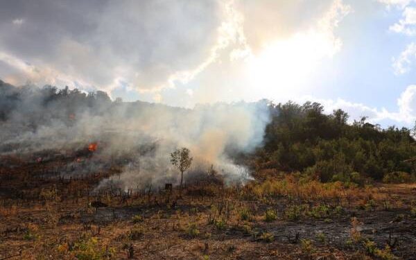 Artêşa Tirk tenê dagirker nîne – Dijminê xwezaya Kurdistanê ye jî