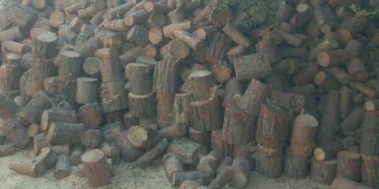 Li Efrînê xwezayê talan dikin: Daran dibirin û difiroşin