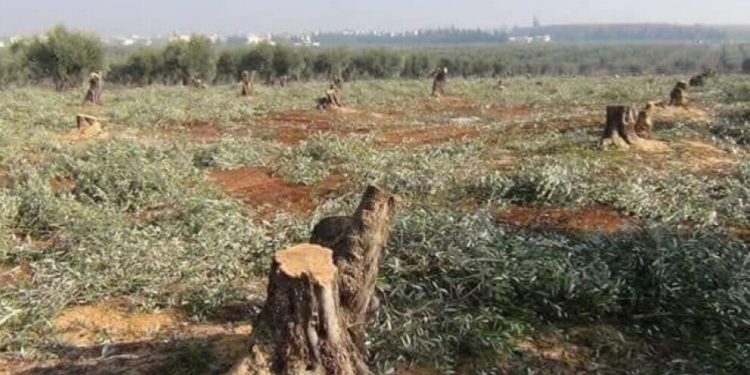 Dewleta Tirk a dagirker qirkirina xwezayê didomîne – Li Efrînê bi sedan darên zeytûnan birî