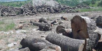 Cerdewanên xayîn ji xwezaya Kurdistanê re jî îxanet dikin – Dar nehêştin