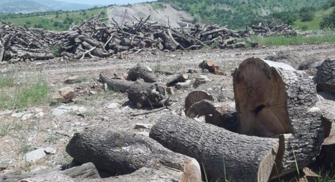 Cerdewanên xayîn ji xwezaya Kurdistanê re jî îxanet dikin – Dar nehêştin