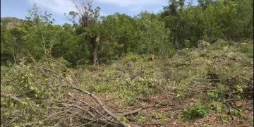 Li herêma Bestayê rojane bi 300 tonî dar ji aliyê leşkerên Tirk yên dagirker û cerdevanan ve têne birîn