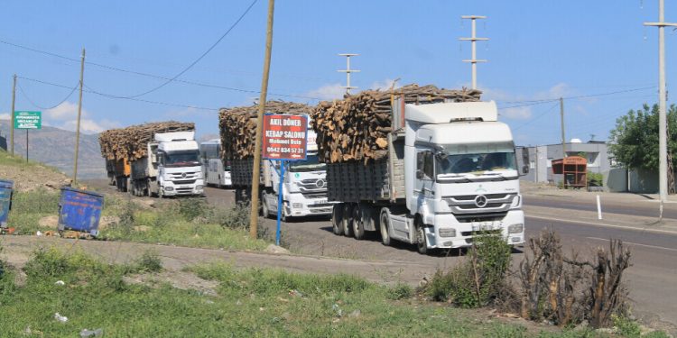 Piştî operasyona dagirkeriyê ya artêşa Tirk, li Cûdî û Bestayê talankirina daran dewam dike
