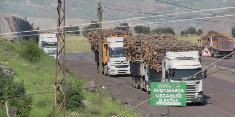 Cerdevan hêj jî di bin çavdêriya leşkeran de li Cûdî û Bestayê daran dibirin