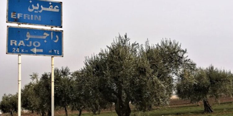 Dewleta Tirk ya dagirker li Efrînê 50 darên zeytûnê birîn