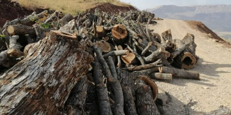 Li Kurdistanê Qirkirina Daran