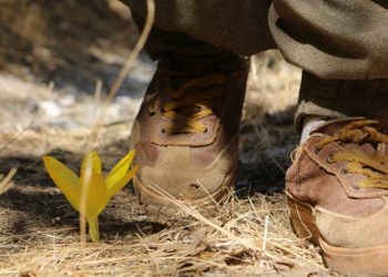 Ax pê zane li cihê ku gerîla pê lê dike kulîlk şîn dibe