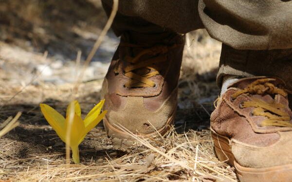 Ax pê zane li cihê ku gerîla pê lê dike kulîlk şîn dibe