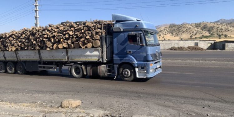 Li Kurdistanê birîna daran zêde dibe