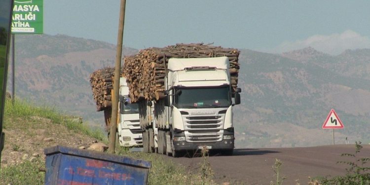 Birîna daran li Şirnexê zêde bûye