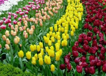 Konfederalîzma demoqratîk û erkên demê: Dibêjin konfederalîzma demokratîk dişibe dewletê -21