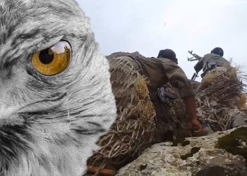 LEZGÎN: Çalakiyên gerîla yên li dijî dagirkeran berdewam dike – 6 dagirker hatin ceza kirin