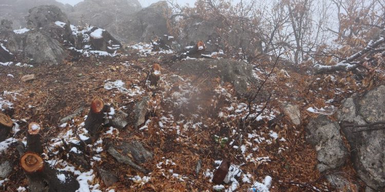 Artêşa Tirk a dagîrker li hemberî xwezayê jî sûc dike