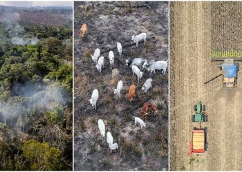 Ji bo pêdiviya goşt herî kêm 800 milyon dar hatin birîn