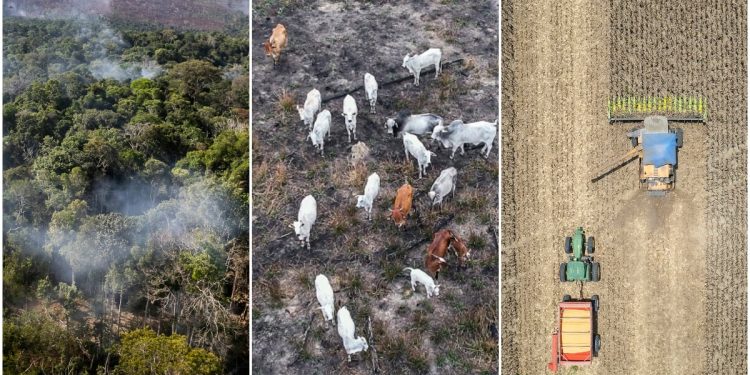 Ji bo pêdiviya goşt herî kêm 800 milyon dar hatin birîn