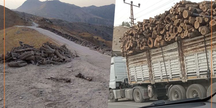 Xwezaya Bakurê Kurdistanê li ber qirkirinê ye