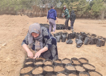 Li dijî êrişên li ser Rojava pêngava ekolojiyê: Wê 4 milyon dar deynin